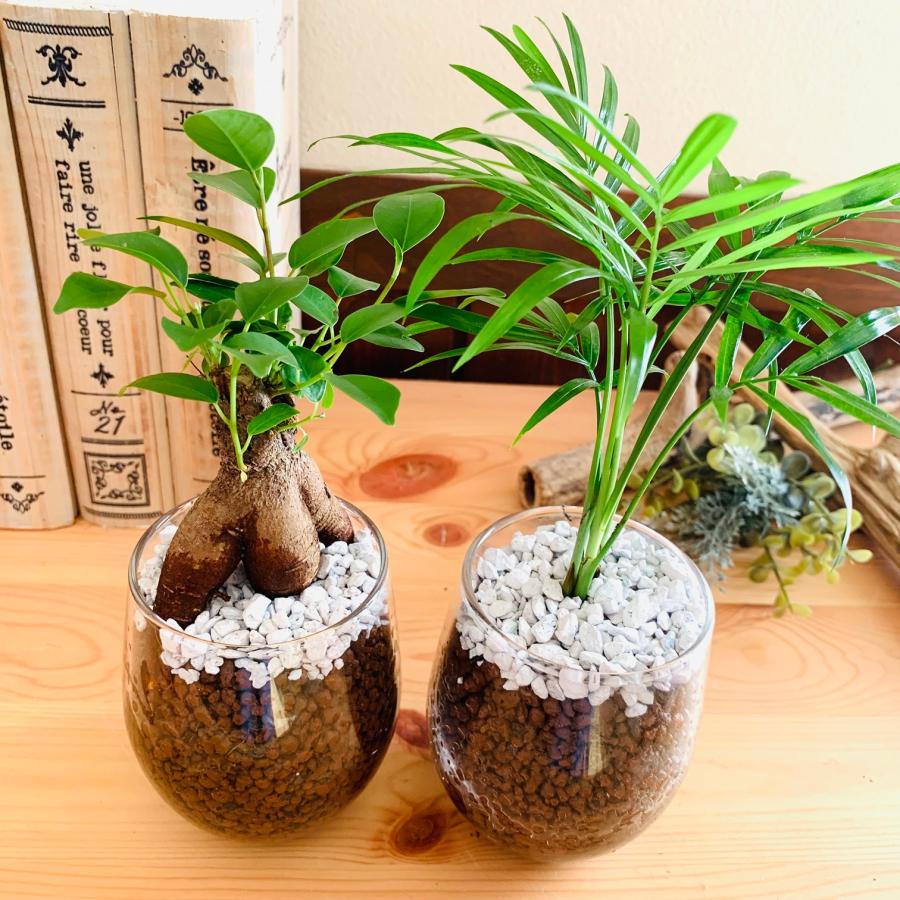 おしゃれ　観葉植物　テーブルヤシ　ガジュマル　ハイドロカルチャー　バルーングラス　インテリア　棚　室内 |  | 01