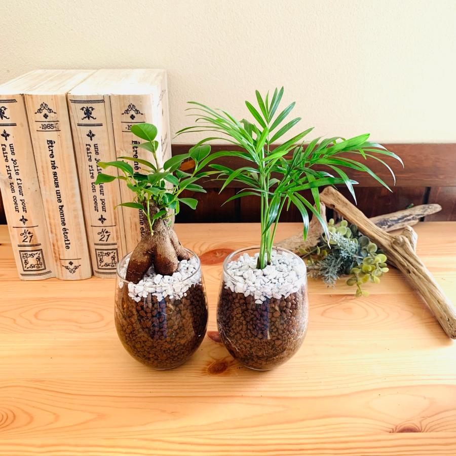 おしゃれ　観葉植物　テーブルヤシ　ガジュマル　ハイドロカルチャー　バルーングラス　インテリア　棚　室内 |  | 02