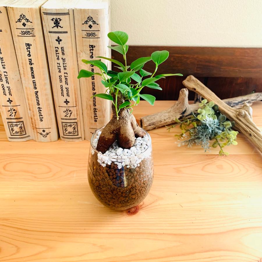 おしゃれ　観葉植物　テーブルヤシ　ガジュマル　ハイドロカルチャー　バルーングラス　インテリア　棚　室内 |  | 03