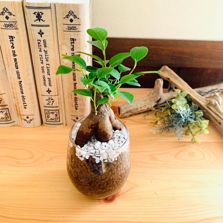 おしゃれ 観葉植物 テーブルヤシ ガジュマル ハイドロカルチャー