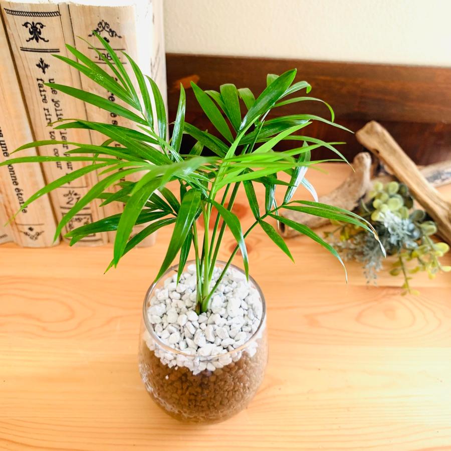 おしゃれ 観葉植物 テーブルヤシ ガジュマル ハイドロカルチャー
