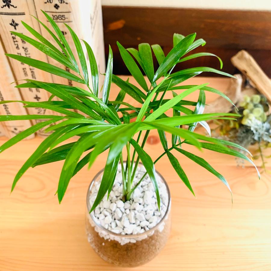 おしゃれ　観葉植物　テーブルヤシ　ガジュマル　ハイドロカルチャー　バルーングラス　インテリア　棚　室内 |  | 06