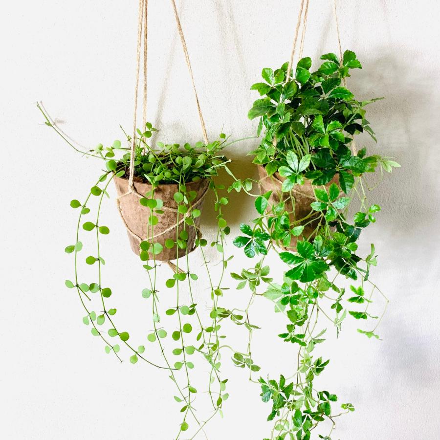 観葉植物　吊り下げ　シュガーバイン　ディスキディア　ハートジュエリー　4号 　木の香りがする鉢　インテリア　壁掛け |  | 01
