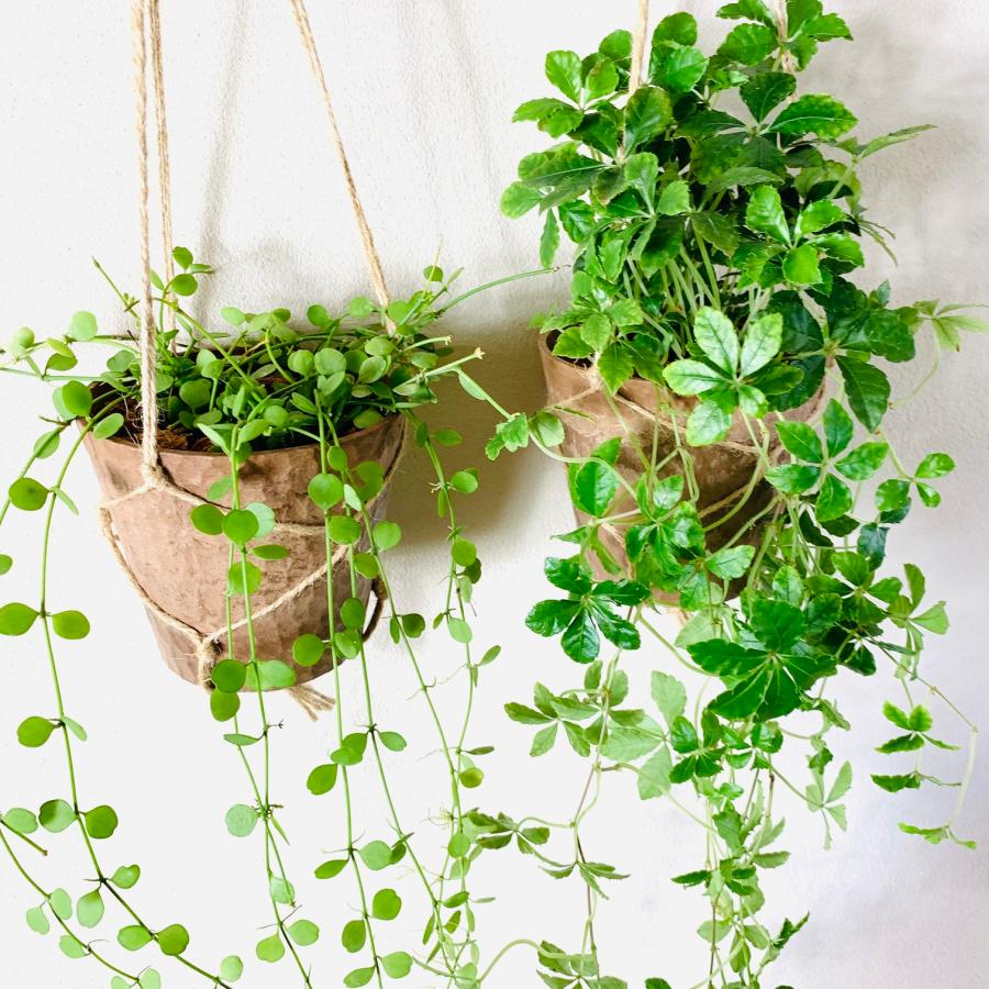 観葉植物　吊り下げ　シュガーバイン　ディスキディア　ハートジュエリー　4号 　木の香りがする鉢　インテリア　壁掛け |  | 03