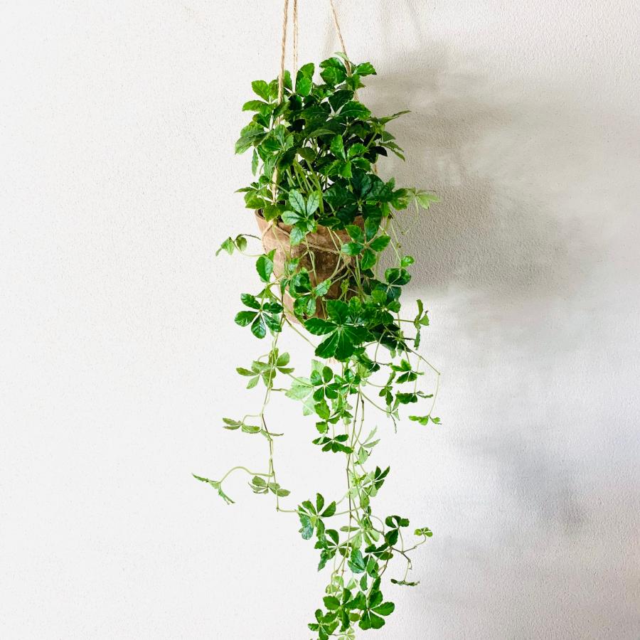 観葉植物　吊り下げ　シュガーバイン　ディスキディア　ハートジュエリー　4号 　木の香りがする鉢　インテリア　壁掛け |  | 04