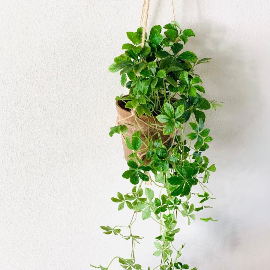 観葉植物　吊り下げ　シュガーバイン　ディスキディア　ハートジュエリー　4号 　木の香りがする鉢　インテリア　壁掛け |  | 05