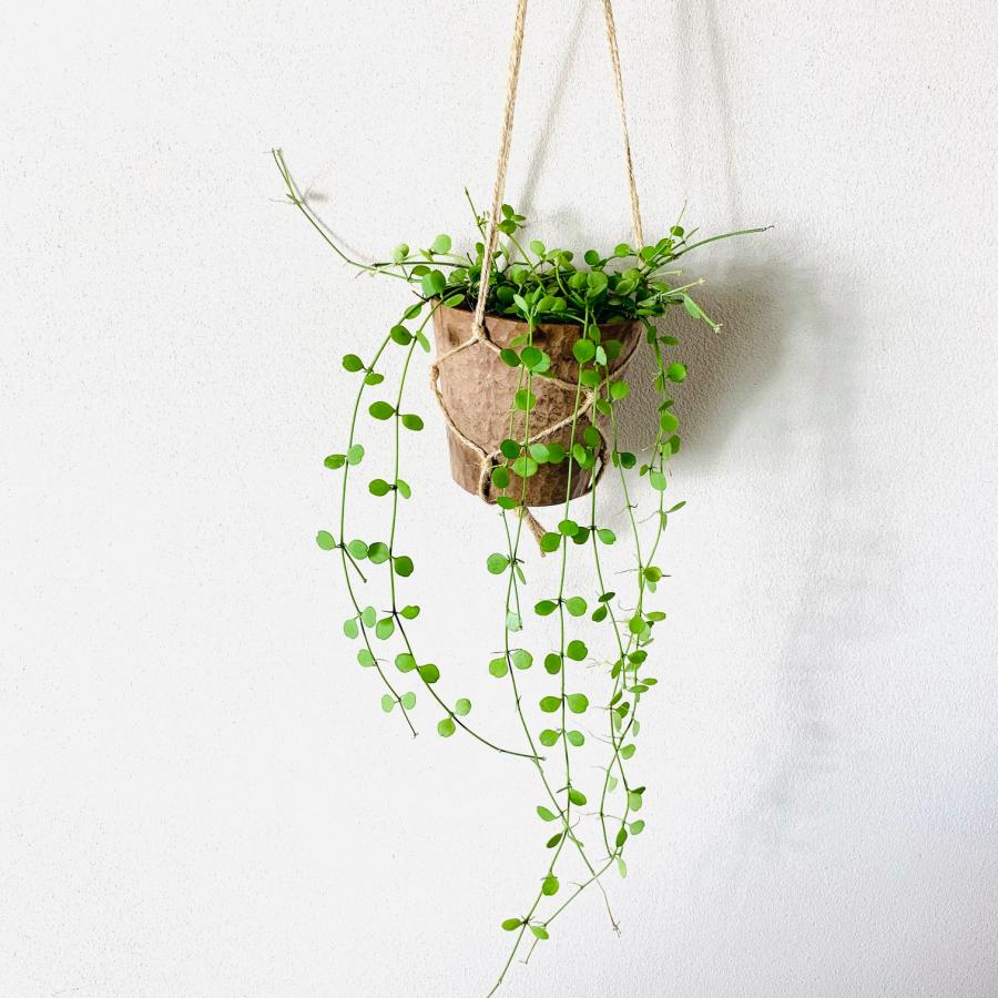 観葉植物　吊り下げ　シュガーバイン　ディスキディア　ハートジュエリー　4号 　木の香りがする鉢　インテリア　壁掛け |  | 06
