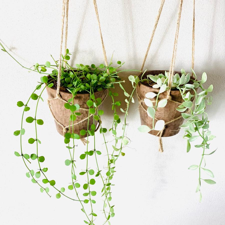 観葉植物　吊り下げ　ディスキディア　ハートジュエリー　エメラルド　4号 　木の香りがする鉢　インテリア　壁掛け |  | 01
