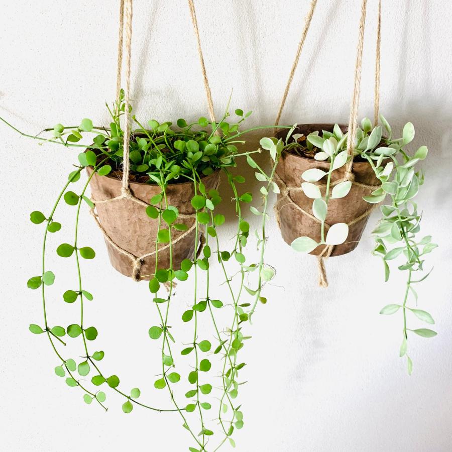 観葉植物　吊り下げ　ディスキディア　ハートジュエリー　エメラルド　4号 　木の香りがする鉢　インテリア　壁掛け |  | 02