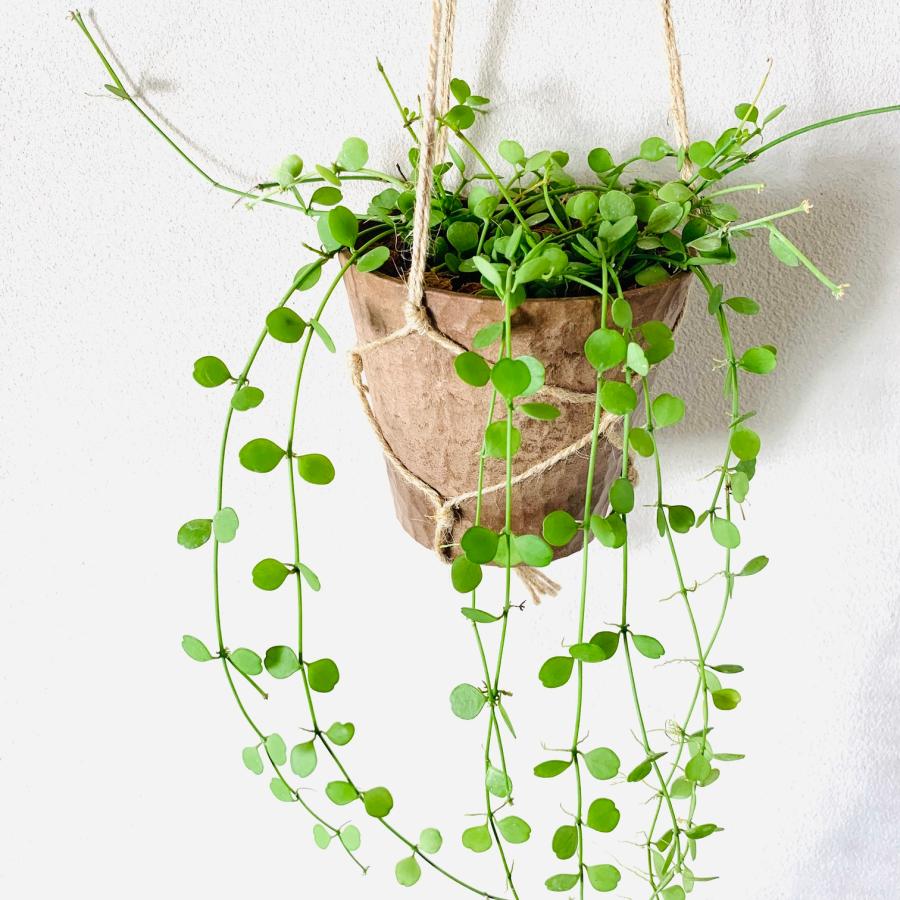 観葉植物　吊り下げ　ディスキディア　ハートジュエリー　エメラルド　4号 　木の香りがする鉢　インテリア　壁掛け |  | 04
