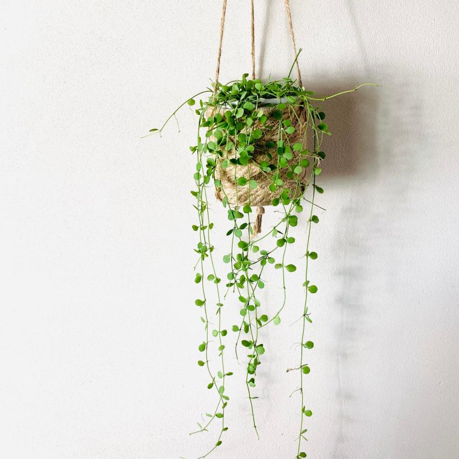 観葉植物 吊り下げ ディスキディア ハートジュエリー ロング ジュード