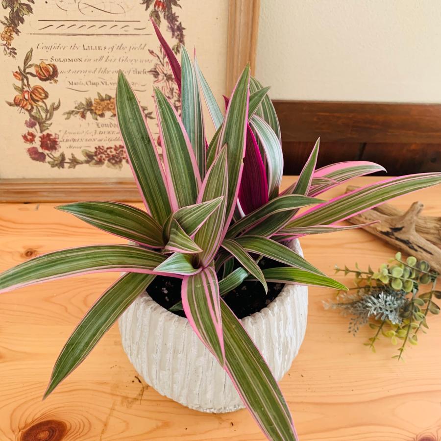 観葉植物　おしゃれ　ムラサキオモト　オーロラ　アンティーク陶器鉢　受け皿付き　5号 |  | 01