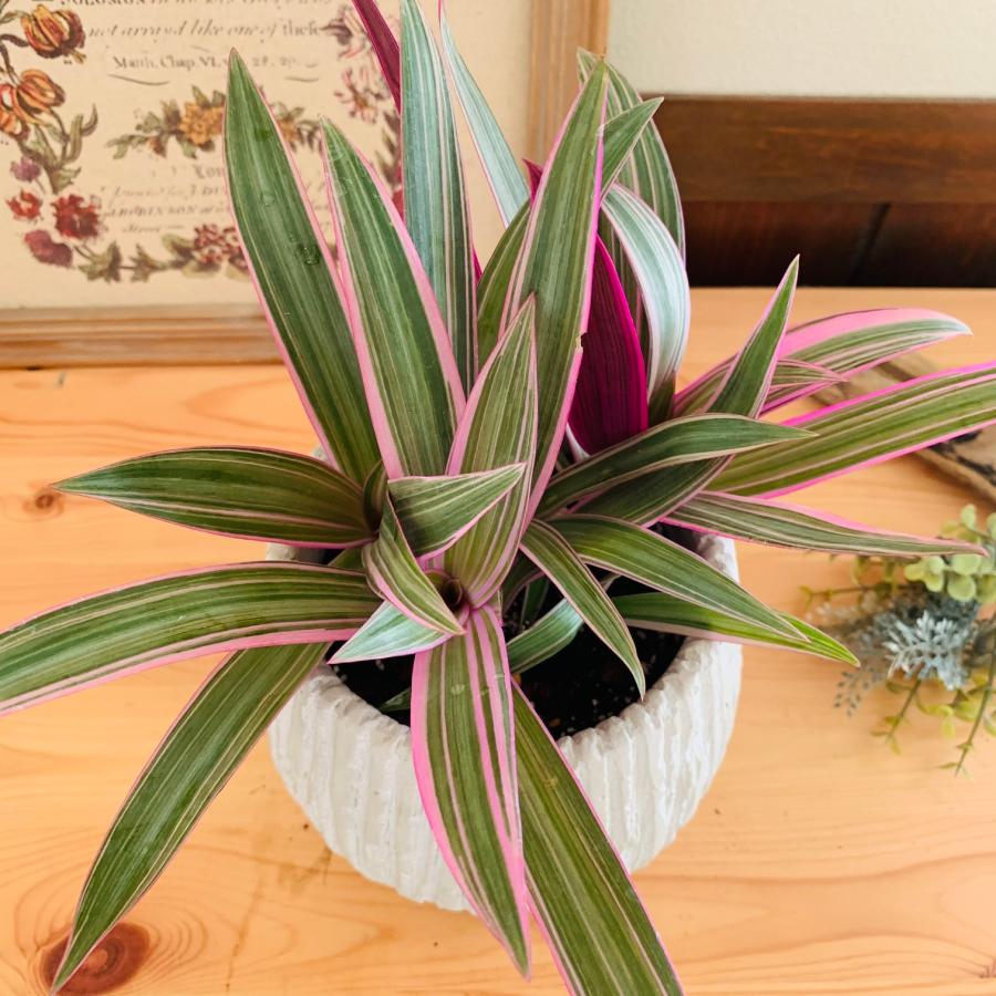 観葉植物　おしゃれ　ムラサキオモト　オーロラ　アンティーク陶器鉢　受け皿付き　5号 |  | 02