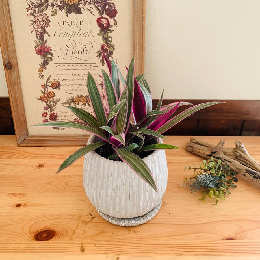 観葉植物　おしゃれ　ムラサキオモト　オーロラ　アンティーク陶器鉢　受け皿付き　5号 |  | 03