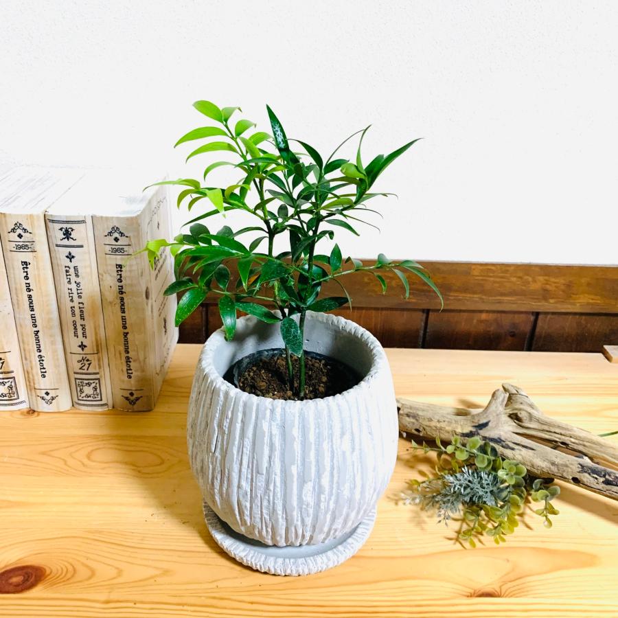 観葉植物　おしゃれ　梛の木　アンティーク陶器鉢　受け皿付き　5号 |  | 01