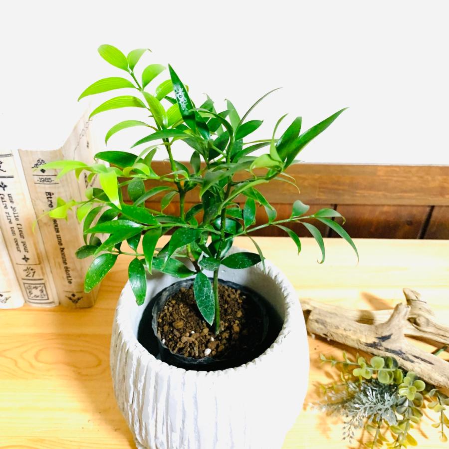 観葉植物　おしゃれ　梛の木　アンティーク陶器鉢　受け皿付き　5号 |  | 02