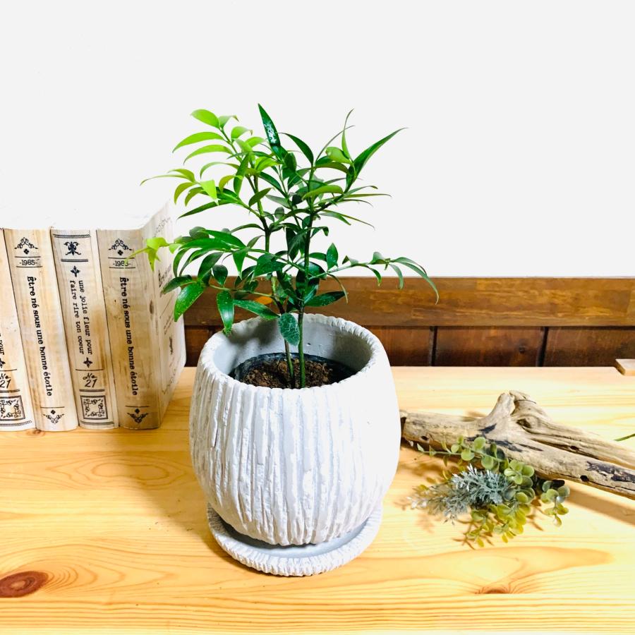 観葉植物　おしゃれ　梛の木　アンティーク陶器鉢　受け皿付き　5号 |  | 03