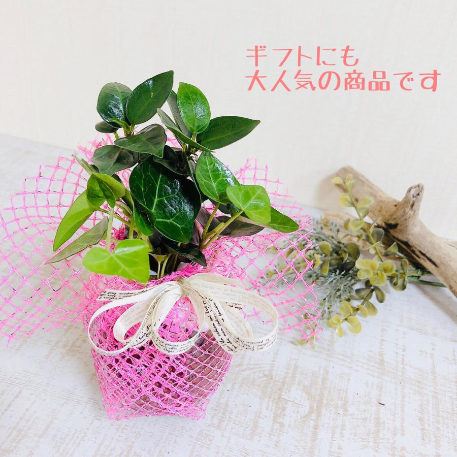 観葉植物　おしゃれ　梛の木　アンティーク陶器鉢　受け皿付き　5号 |  | 05