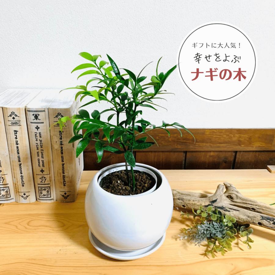 観葉植物　おしゃれ　梛の木　たまご陶器鉢　受け皿付き　4号 引っ越し　ギフト　贈り物 | 