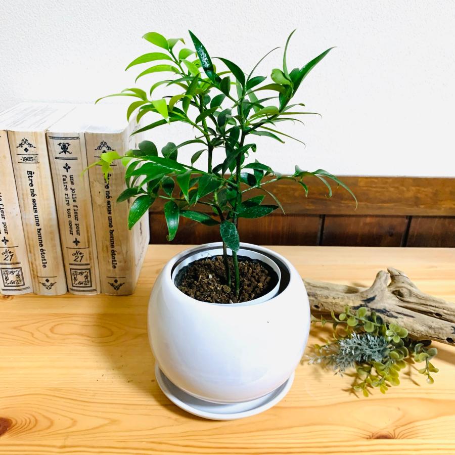 観葉植物　おしゃれ　梛の木　たまご陶器鉢　受け皿付き　4号 引っ越し　ギフト　贈り物 |  | 01