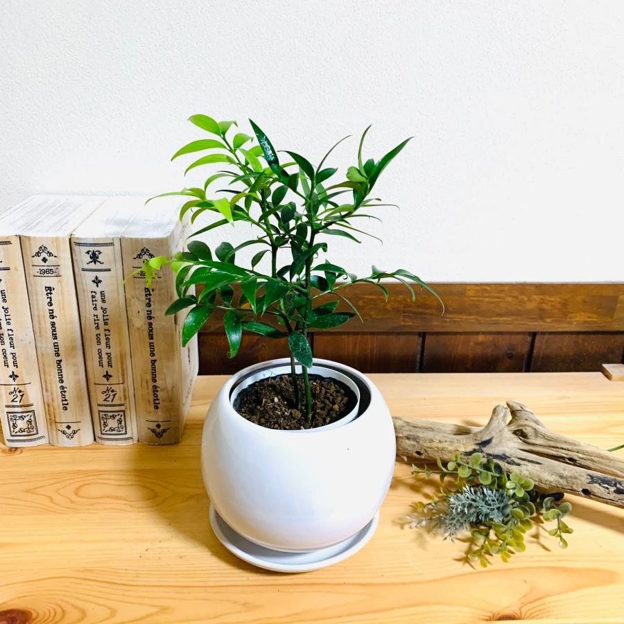 観葉植物　おしゃれ　梛の木　たまご陶器鉢　受け皿付き　4号 引っ越し　ギフト　贈り物 |  | 02