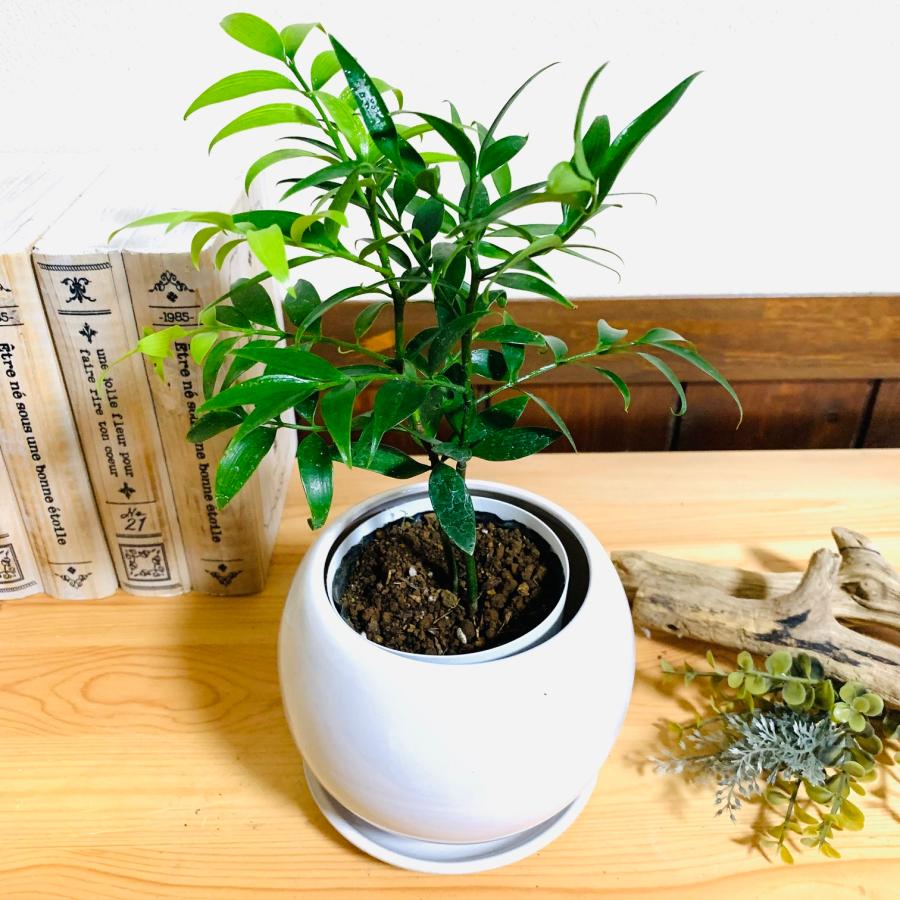 観葉植物　おしゃれ　梛の木　たまご陶器鉢　受け皿付き　4号 引っ越し　ギフト　贈り物 |  | 03