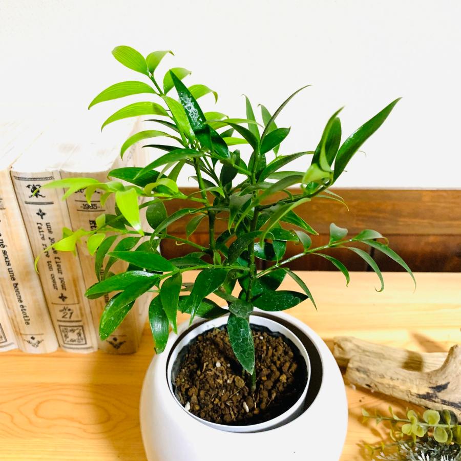 観葉植物　おしゃれ　梛の木　たまご陶器鉢　受け皿付き　4号 引っ越し　ギフト　贈り物 |  | 04