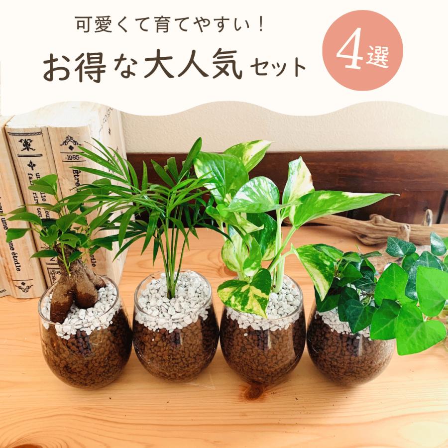 おしゃれ 観葉植物 送料無料 ハイドロカルチャー お得4点セット