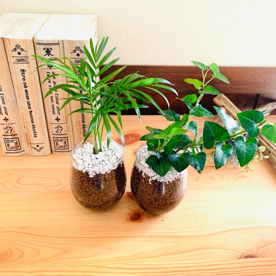 おしゃれ 観葉植物 送料無料 ハイドロカルチャー お得4点セット
