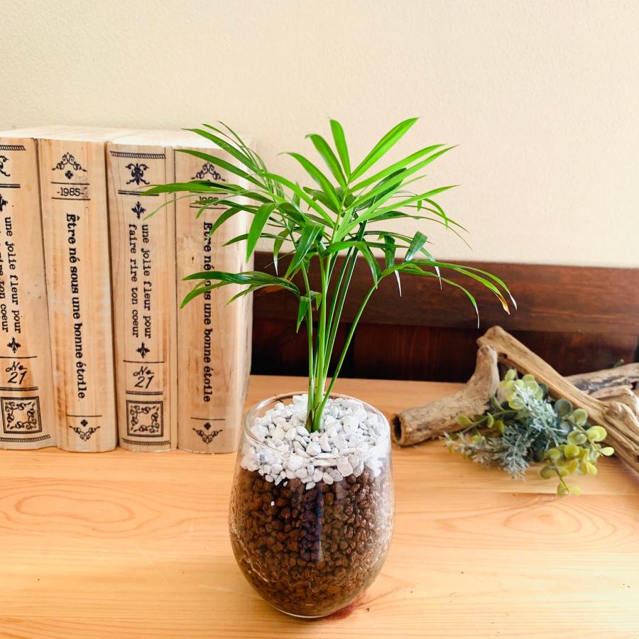 おしゃれ 観葉植物 送料無料 ハイドロカルチャー お得4点セット