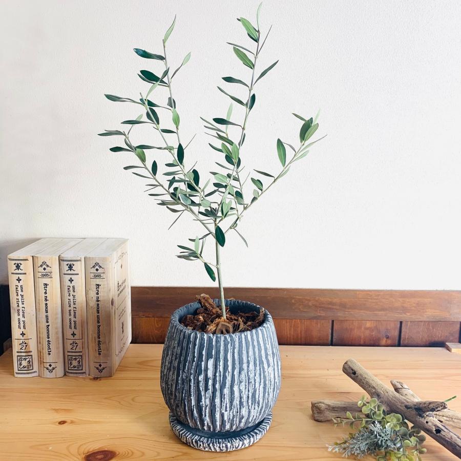 観葉植物　おしゃれ　引っ越し　結婚式　オリーブの木　アンティーク陶器鉢　グレー　受け皿付き　5号 | 