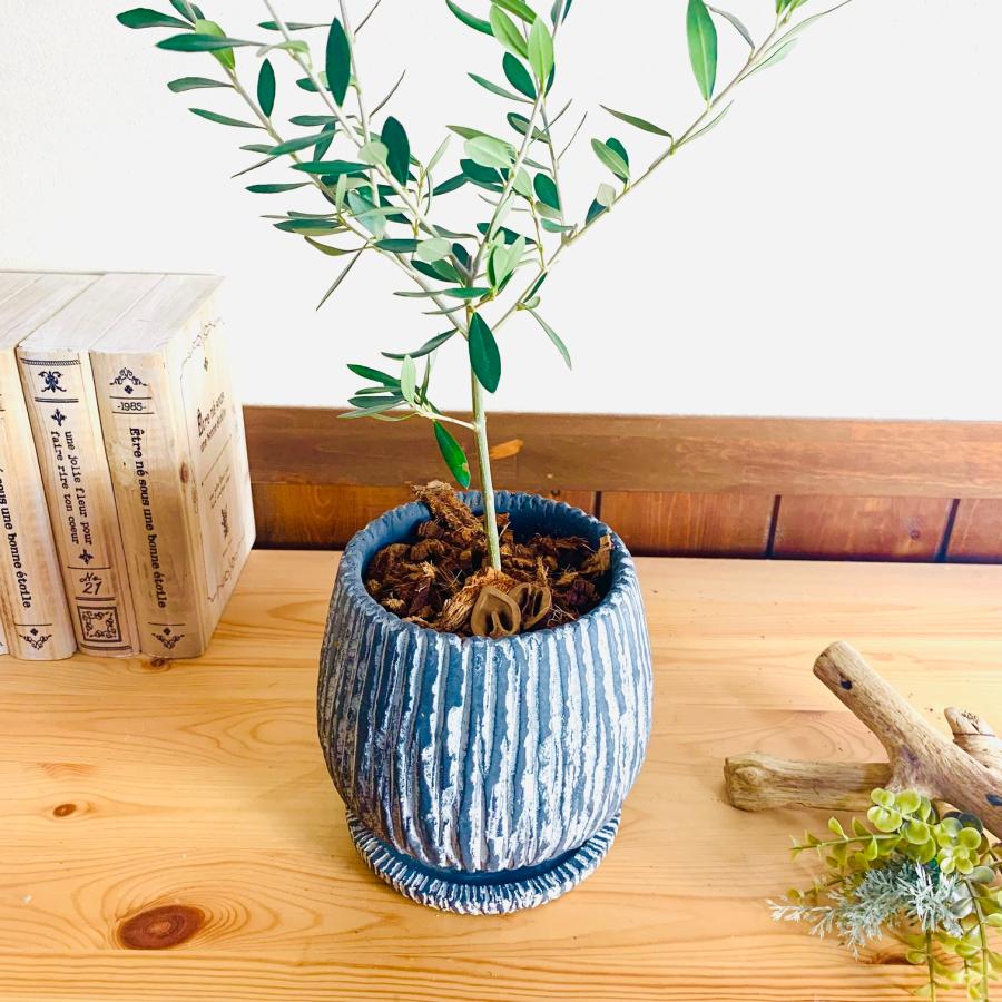 観葉植物　おしゃれ　引っ越し　結婚式　オリーブの木　アンティーク陶器鉢　グレー　受け皿付き　5号 |  | 01