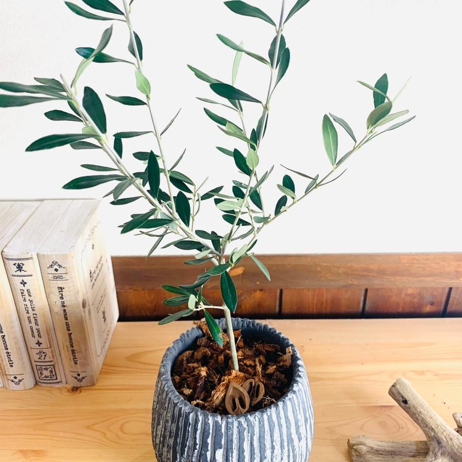 観葉植物　おしゃれ　引っ越し　結婚式　オリーブの木　アンティーク陶器鉢　グレー　受け皿付き　5号 |  | 03