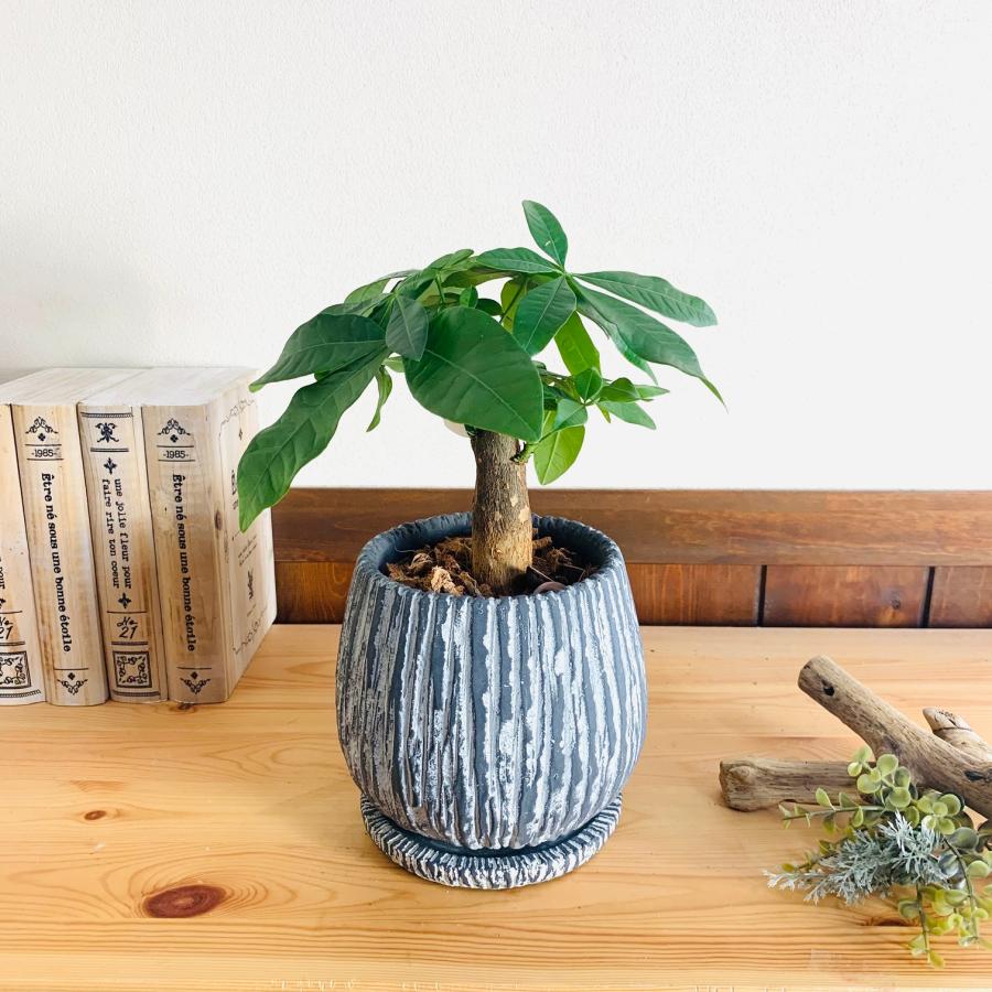 観葉植物　おしゃれ　引っ越し　パキラ　アンティーク陶器鉢　グレー　受け皿付き　5号 |  | 01