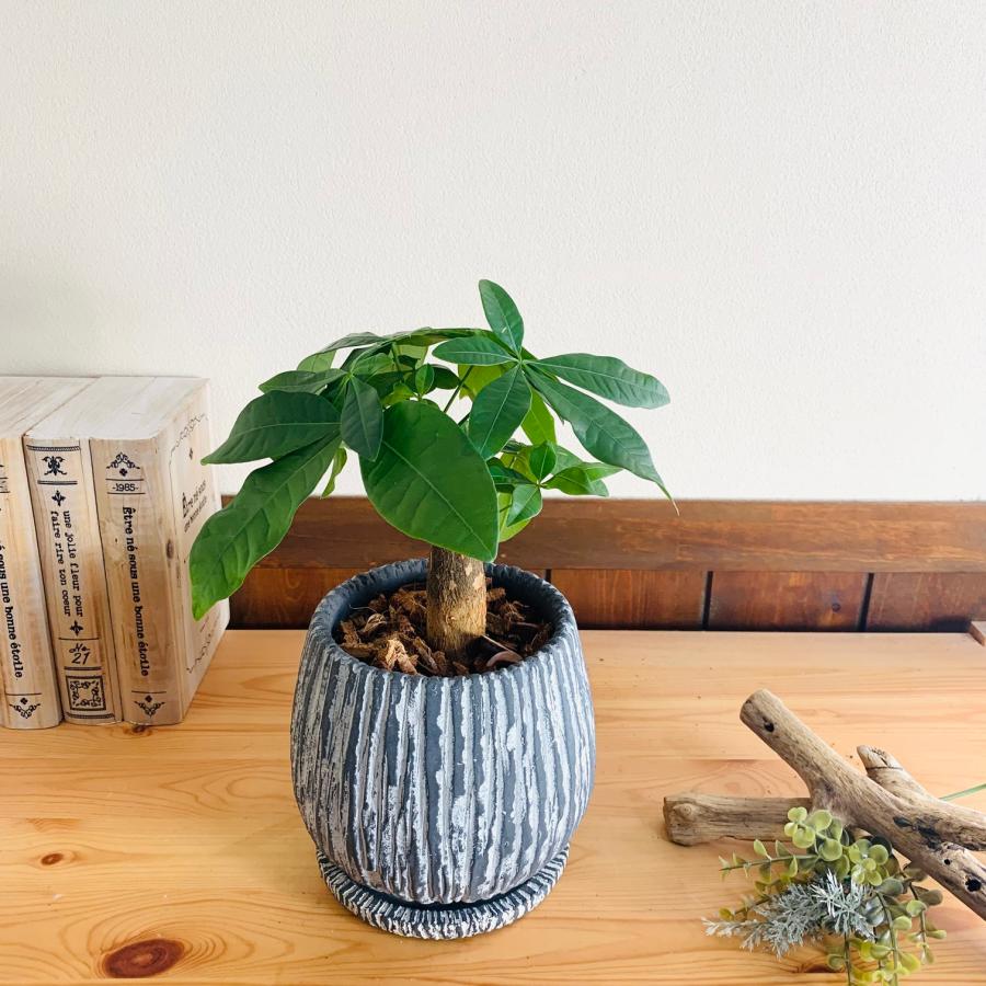 観葉植物　おしゃれ　引っ越し　パキラ　アンティーク陶器鉢　グレー　受け皿付き　5号 |  | 02