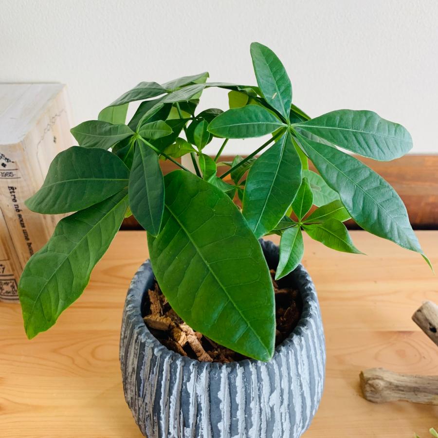 観葉植物　おしゃれ　引っ越し　パキラ　アンティーク陶器鉢　グレー　受け皿付き　5号 |  | 03