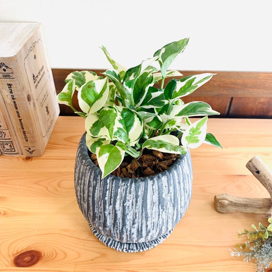 観葉植物　おしゃれ　引っ越し　ポトスエンジョイ　アンティーク陶器鉢　グレー　受け皿付き　5号 | 