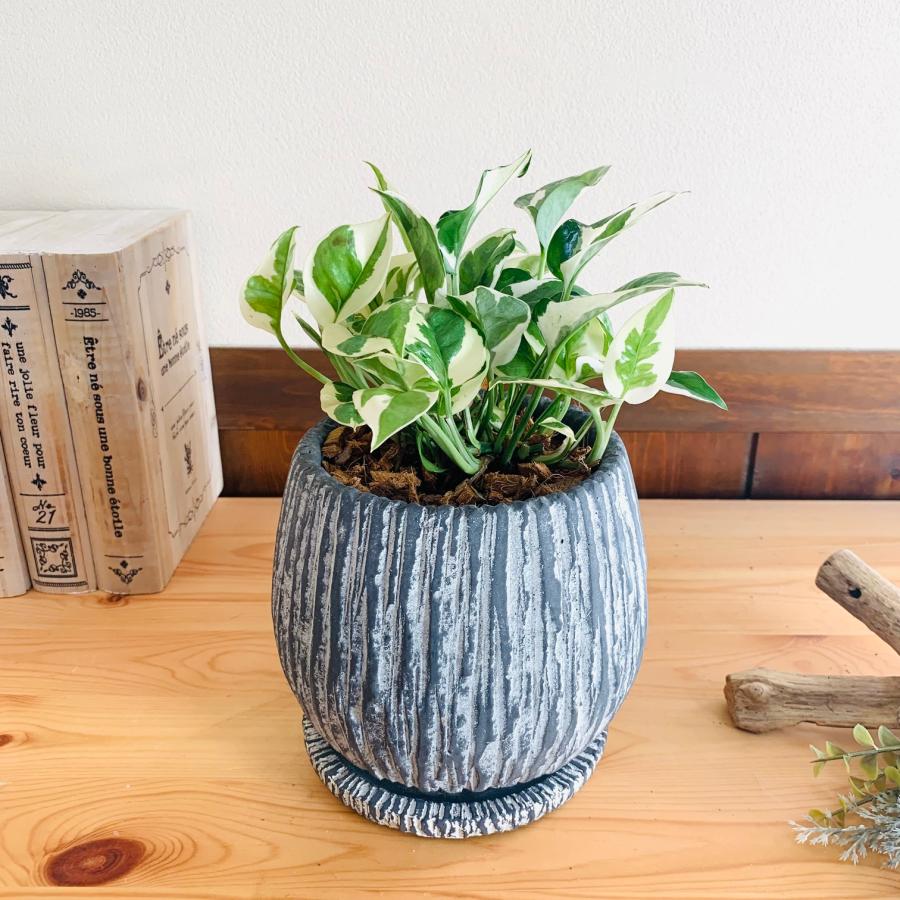 観葉植物　おしゃれ　引っ越し　ポトスエンジョイ　アンティーク陶器鉢　グレー　受け皿付き　5号 |  | 03