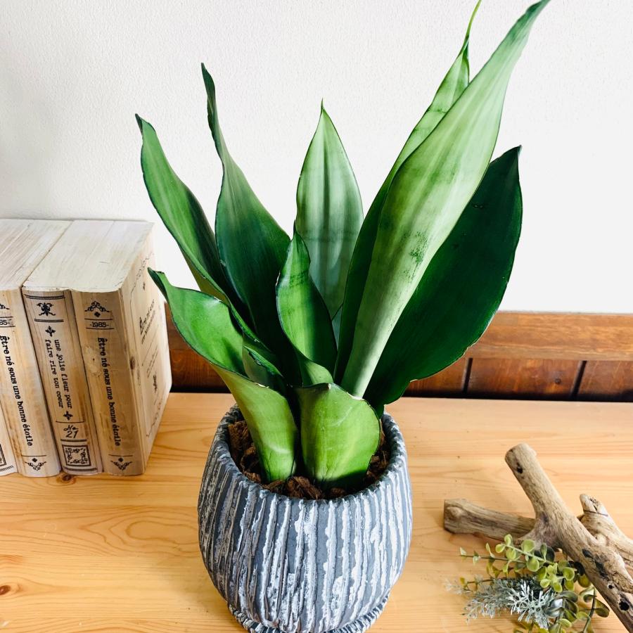 観葉植物　おしゃれ　引っ越し　シルバーキング　アンティーク陶器鉢　グレー　受け皿付き　5号 |  | 01