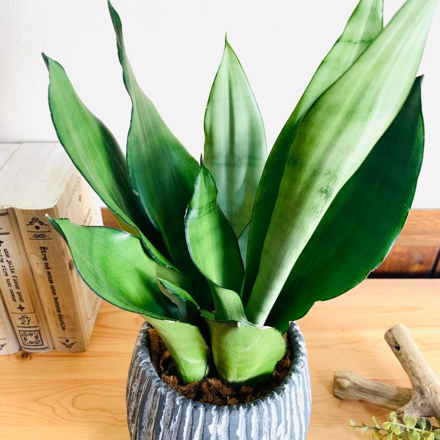 観葉植物　おしゃれ　引っ越し　シルバーキング　アンティーク陶器鉢　グレー　受け皿付き　5号 |  | 02