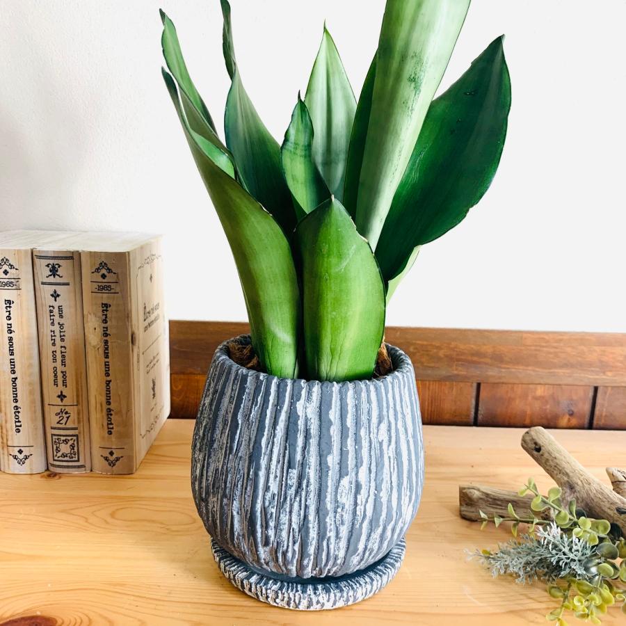 観葉植物　おしゃれ　引っ越し　シルバーキング　アンティーク陶器鉢　グレー　受け皿付き　5号 |  | 03