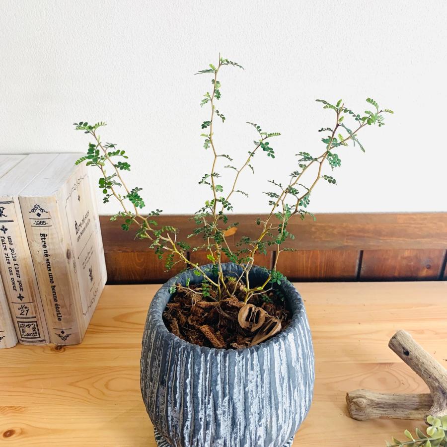 観葉植物　おしゃれ　引っ越し　メルヘンの木 　アンティーク陶器鉢　グレー　受け皿付き　5号 |  | 01