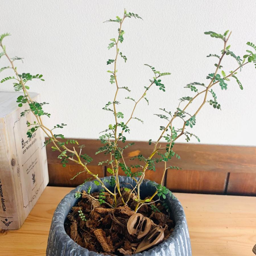 観葉植物　おしゃれ　引っ越し　メルヘンの木 　アンティーク陶器鉢　グレー　受け皿付き　5号 |  | 02