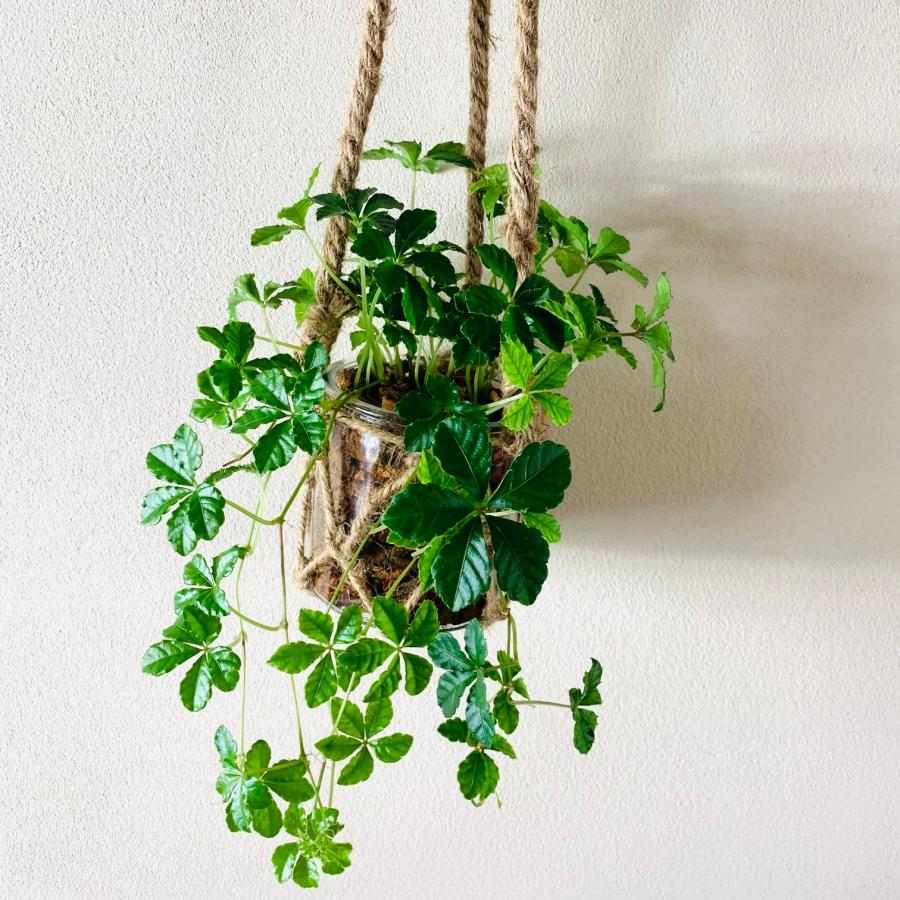 壁掛け　オシャレ　シュガーバイン　グラスハンギング　インテリア　観葉植物　吊るす　植木鉢　 |  | 01