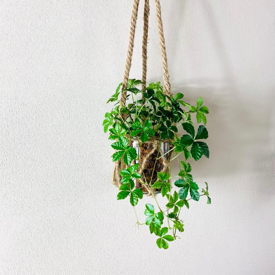 壁掛け　オシャレ　シュガーバイン　グラスハンギング　インテリア　観葉植物　吊るす　植木鉢　 |  | 02