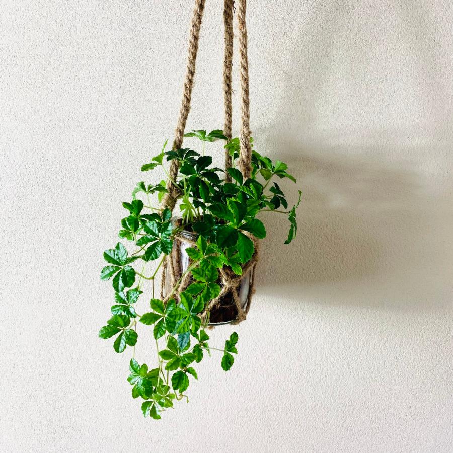 壁掛け　オシャレ　シュガーバイン　グラスハンギング　インテリア　観葉植物　吊るす　植木鉢　 |  | 03