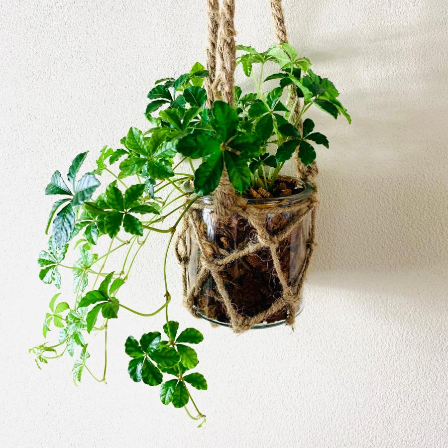 壁掛け　オシャレ　シュガーバイン　グラスハンギング　インテリア　観葉植物　吊るす　植木鉢　 |  | 04