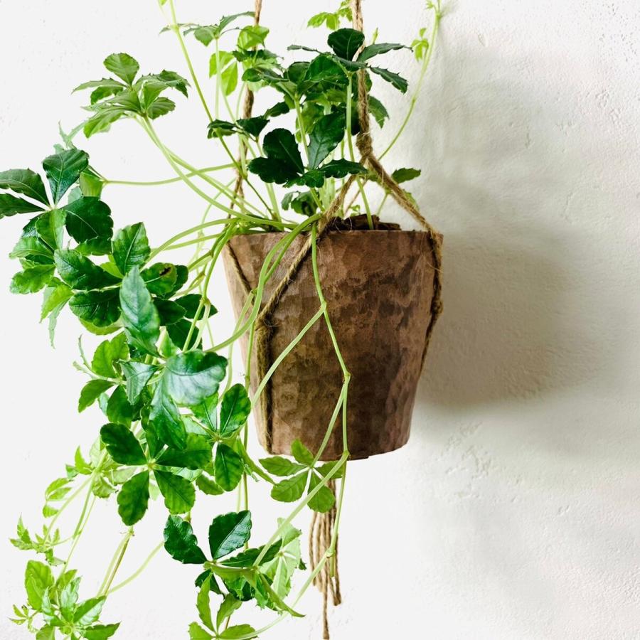 おしゃれ　観葉植物 　吊り下げ　シュガーバイン 木の香りがする鉢　4号　壁掛け　インテリア |  | 01
