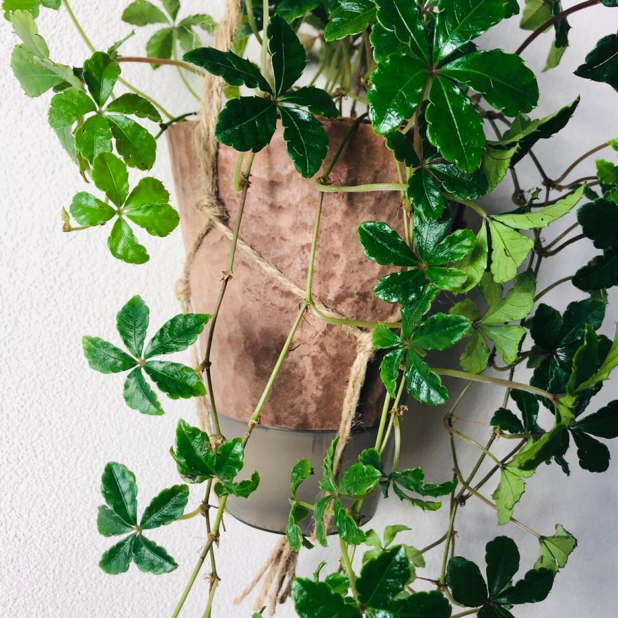 おしゃれ　観葉植物 　吊り下げ　シュガーバイン 木の香りがする鉢　4号　壁掛け　インテリア |  | 04