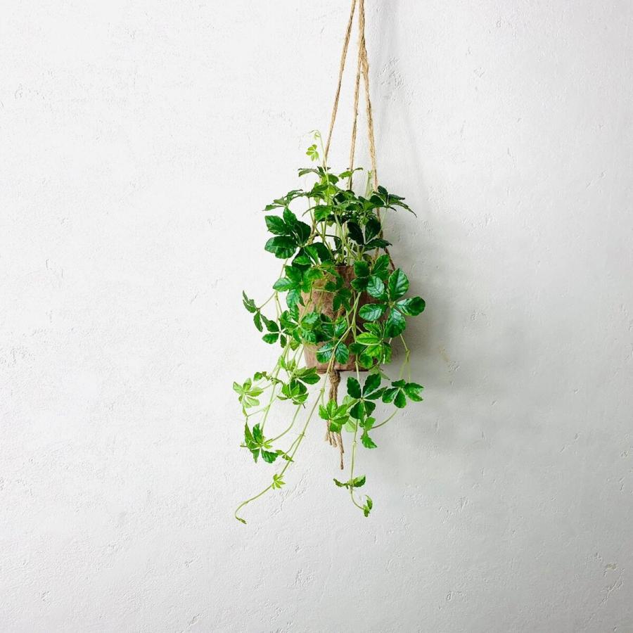おしゃれ　観葉植物 　吊り下げ　シュガーバイン 木の香りがする鉢　4号　壁掛け　インテリア |  | 03